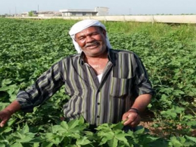 Urfa çiftçisini bekleyen yeni kâbus!