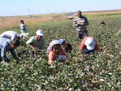 Urfa çiftçisi endişe ediyor!