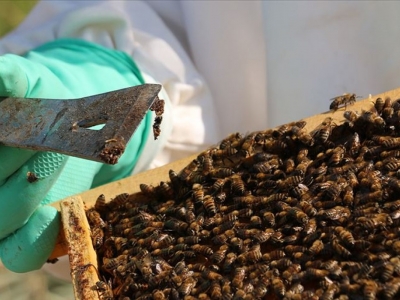 Bağışıklığı destekleyen propolis, antibiyotiğe gereksinimi azaltıyor