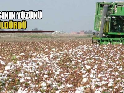 Preseli pamuk yükseldikçe yükseliyor