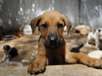 Sokak hayvanlarını 'unutmayın' çağrısı!