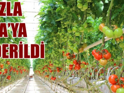 Şanlıurfa'da domates ihracatı arttı!