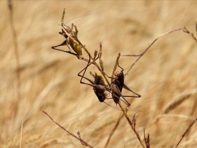 Flaş çekirge uyarısı! Öncekilerden 20 kat daha büyük