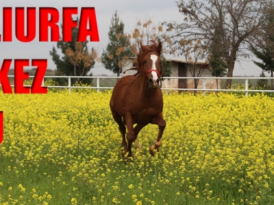 Şampiyon atlar, yeni nesiller yetiştiriyor