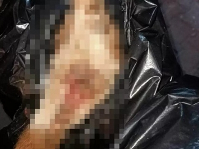 Vahşet! Köpeğin başını koparıp, patilerini kestiler