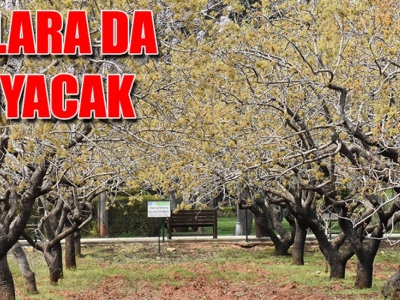 Yeşil altında bereketli bir yıl bekleniyor