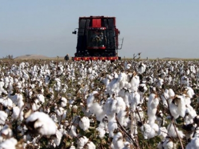GAP İdaresi Pamuk İçin Kapsamlı Çalışma Başlattı