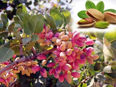 Fıstık Hırsızları Ağaçlara Dadanmaya Devam Ediyor