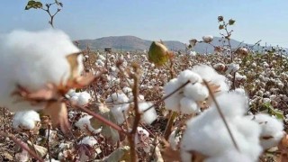 Pamuk fiyatlarına bir tepki de CHP’den geldi!