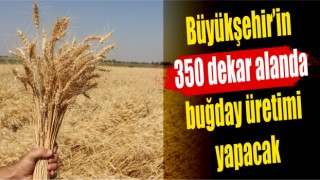 Büyükşehir’den  buğday hasadı