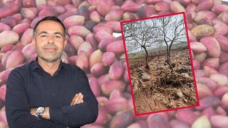 ZMO Urfa Şubesi Başkanı Yılmaz: Fıstık üretimi doğal afetlerden ciddi etkilenecek