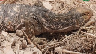 Şanlıurfa’da tedavisi tamamlanan çöl varanı doğaya salındı