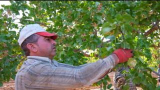 Birecik'te Fıstığın Hasat Sezonu Başladı