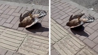 Urfa’da Sıcaktan Fenalaşan Şahinin Yardımına Vatandaşlar Yetişti!