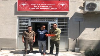 Urfa’da Yaralı Halde Arı Kuşu Tedaviye Alındı