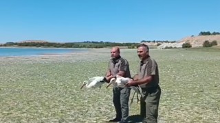 Şanlıurfa’da tedavisi tamamlanan leylekler doğaya bırakıldı!