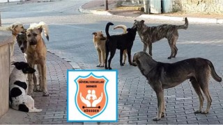 Başıboş köpek kaynaklı insan ölümleri haritasında Urfa ilk sırada