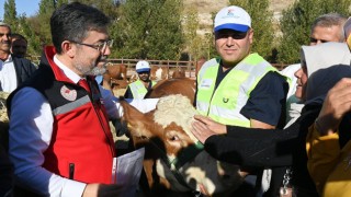 Depremde mağdur olan yetiştiricilere büyükbaş hayvan desteği