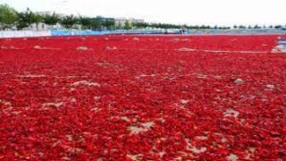 Urfa’nın o mahallesi isot üretiminde fabrikaları aratmıyor