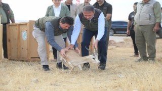 Vali Şıldak: Urfa ceylanı ülkemizdeki nadide türlerden biri