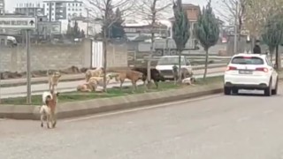 Ceylanpınar’da başıboş köpeklerin tedirgin eden görüntüsü