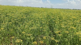 Harran’da rezene ekimi yapıldı