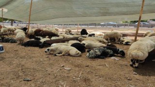 Şanlıurfa’da kurban pazarları nereye kurulacak?