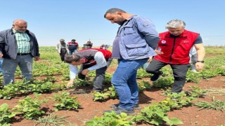 Şanlıurfa’da şeker fasulyesinin ilk defa ekimi yapıldı