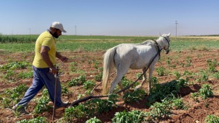 Fiyatlar arttı: Şanlıurfa’da çiftçi geleneksel yönteme döndü!