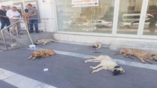 Şanlıurfa’da başı boş köpekler kaldırımları işgal etti