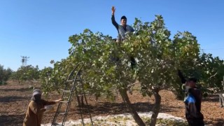 Şanlıurfa’da fıstık ağacının üstünde halay