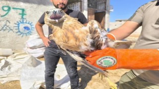 Şanlıurfa’da yaralı kartal tedaviye alındı