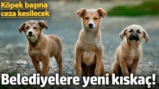 Belediyelere yeni kıskaç! Köpek başına ceza kesilecek