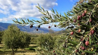 "Şanlıurfa'nın Ekonomik Dönüşümü İçin Büyük Proje Önerisi: 63 Milyon Zeytin Fidanı"