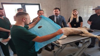 Urfa’da Sahipsiz Hayvanlar İle İlgili Çalışmalar Devam Ediyor
