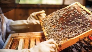 Türkiye’nin yıllık bal üretimi 95 bin tona ulaştı
