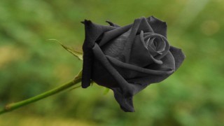 Dünyada Siyah Güllerin Doğal Olarak Yetiştiği Tek Yer: Halfeti