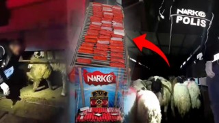 Küçükbaş Hayvanların İçinden 54,6 Kilo Metamfetamin Çıktı