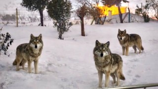 Şanlıurfa’da Korku Dolu Anlar: Yabani Kurtlar Mahalleye İndi
